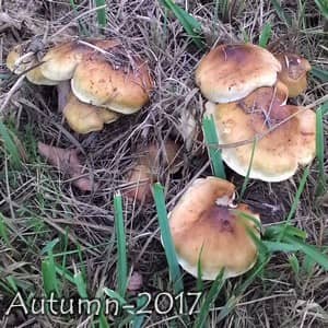 Mushrooms-2